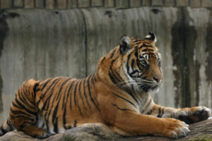Tip na rodinný výlet: Zoo Jihlava, zoo bez mříží